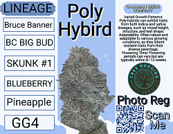 Poly Hybird