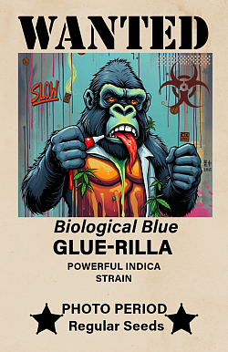R31 -- Blue Rilla