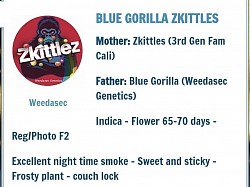 Blue Gorilla Skittles - 1 left