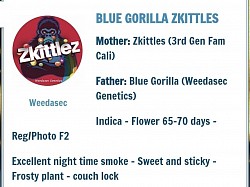 R 39 -- Blue Gorilla Skittles - 1 left
