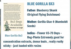 Blue Gorilla