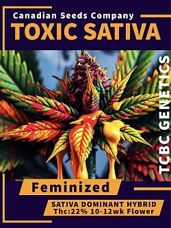 Toxic Sativa 1 left