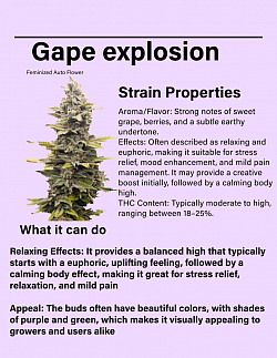 Grape Explosion