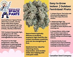 Space Pants sold out