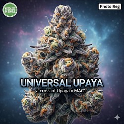 R4 -Universal Upaya