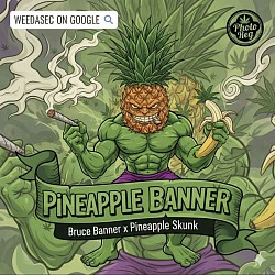 PINEAPPLE BANNER - 1 left