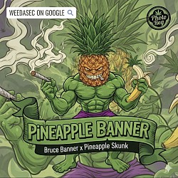 R33 -- PINEAPPLE BANNER - 1 left