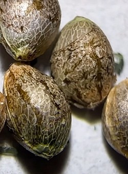 $20/gm - sugar wax or live resin - water solvent rinsed