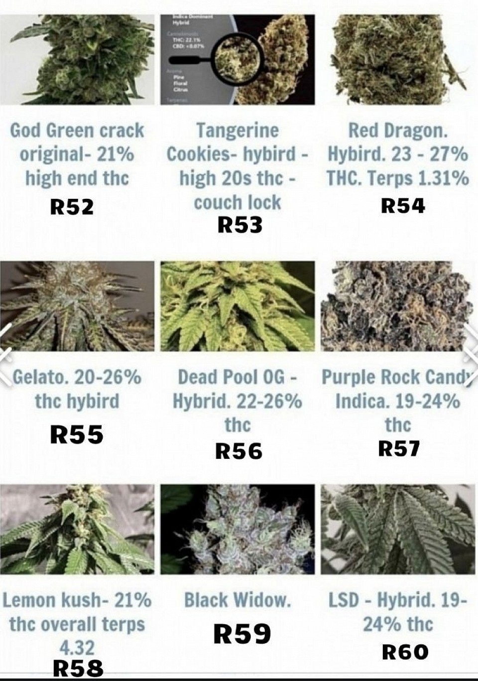 R43 to R60 are availe in bulk -- buy as low as $0.25 a seed