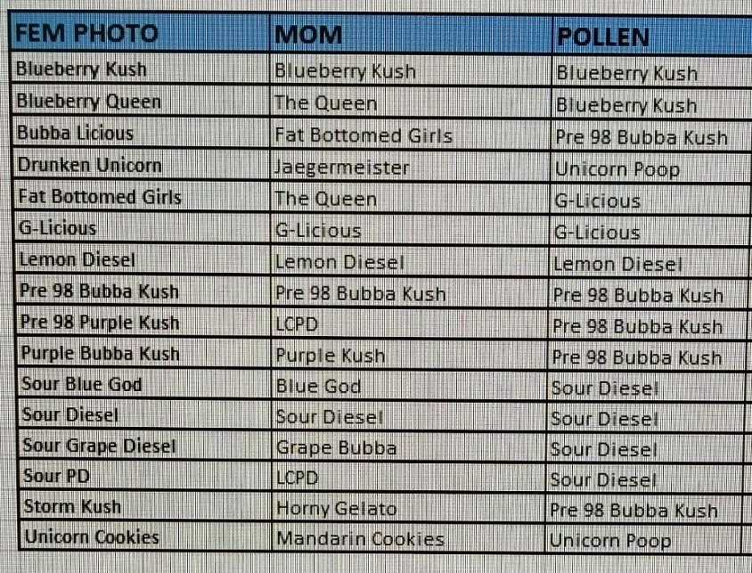 Photo fem seeds